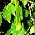 Peru Balsam Myroxylon pereirae